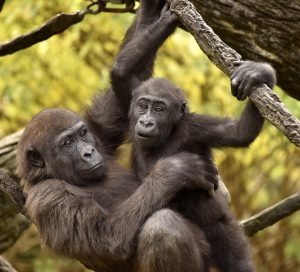 Cincinnati Zoo Gorilla