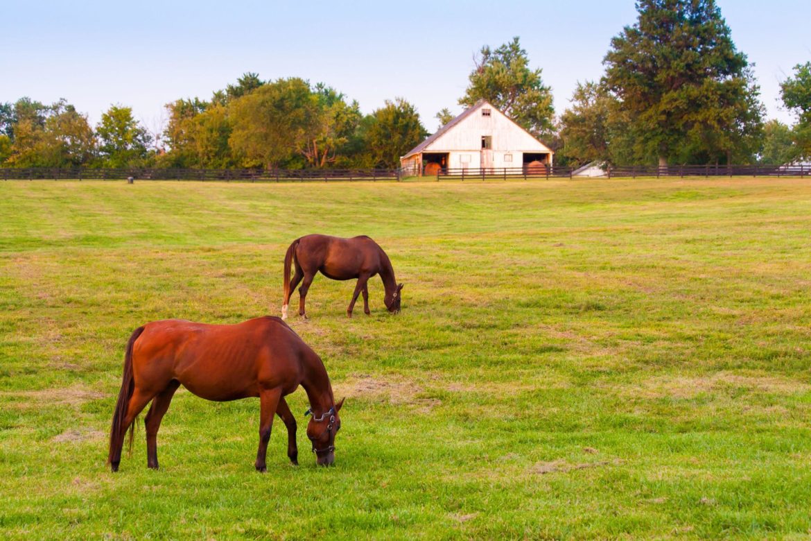 The Best Live Kentucky Bluegrass Music Venues And Attractions   Image91 1170x780 